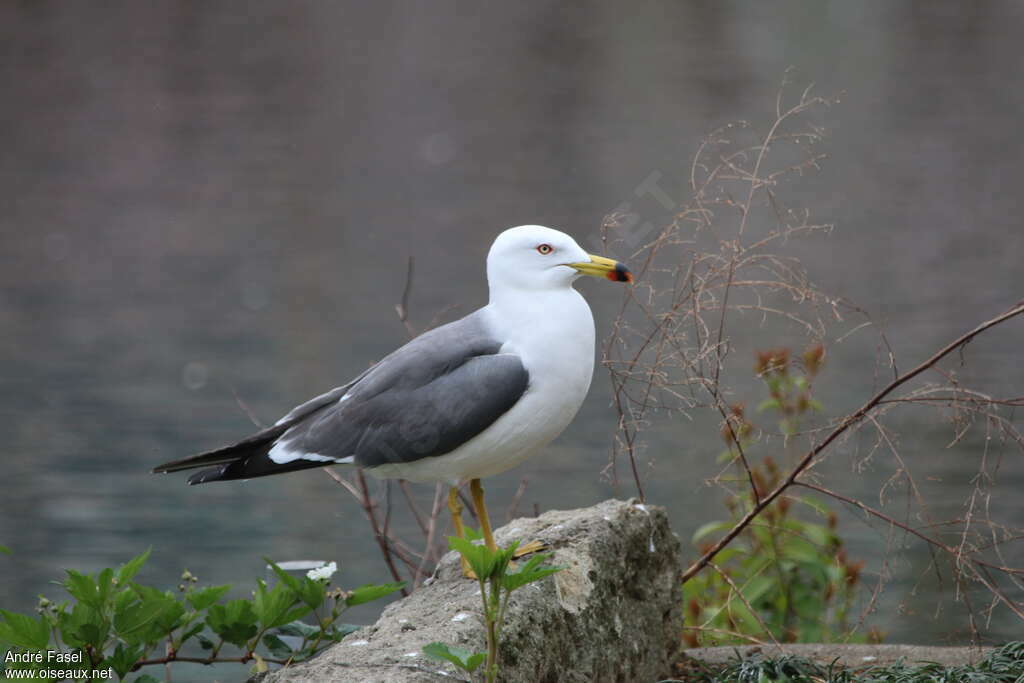 Black-tailed Gulladult breeding, identification