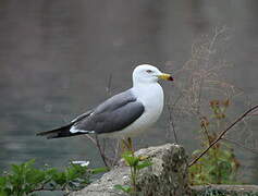 Black-tailed Gull