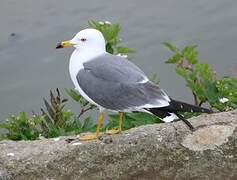 Black-tailed Gull