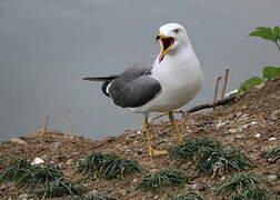 Black-tailed Gull