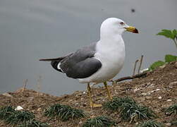 Black-tailed Gull