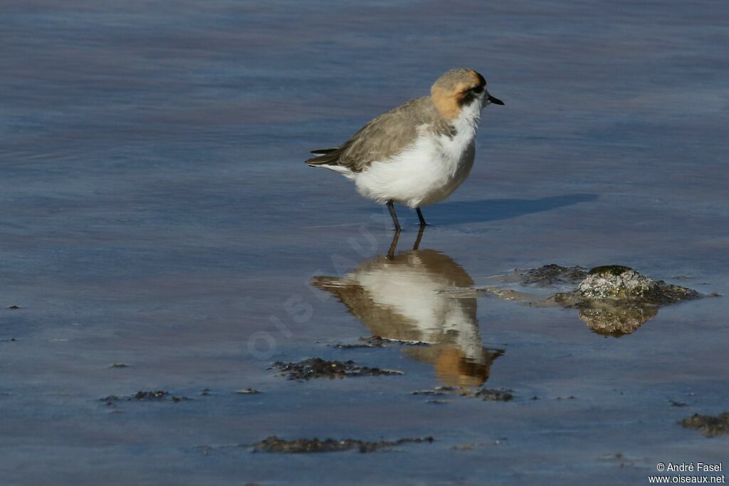 Puna Plover