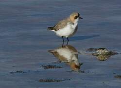 Puna Plover