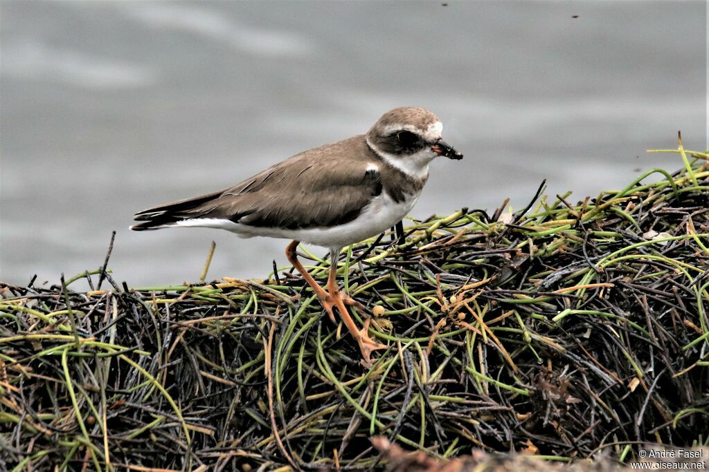 Semipalmated Plover