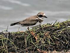 Semipalmated Plover