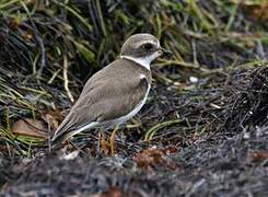 Semipalmated Plover