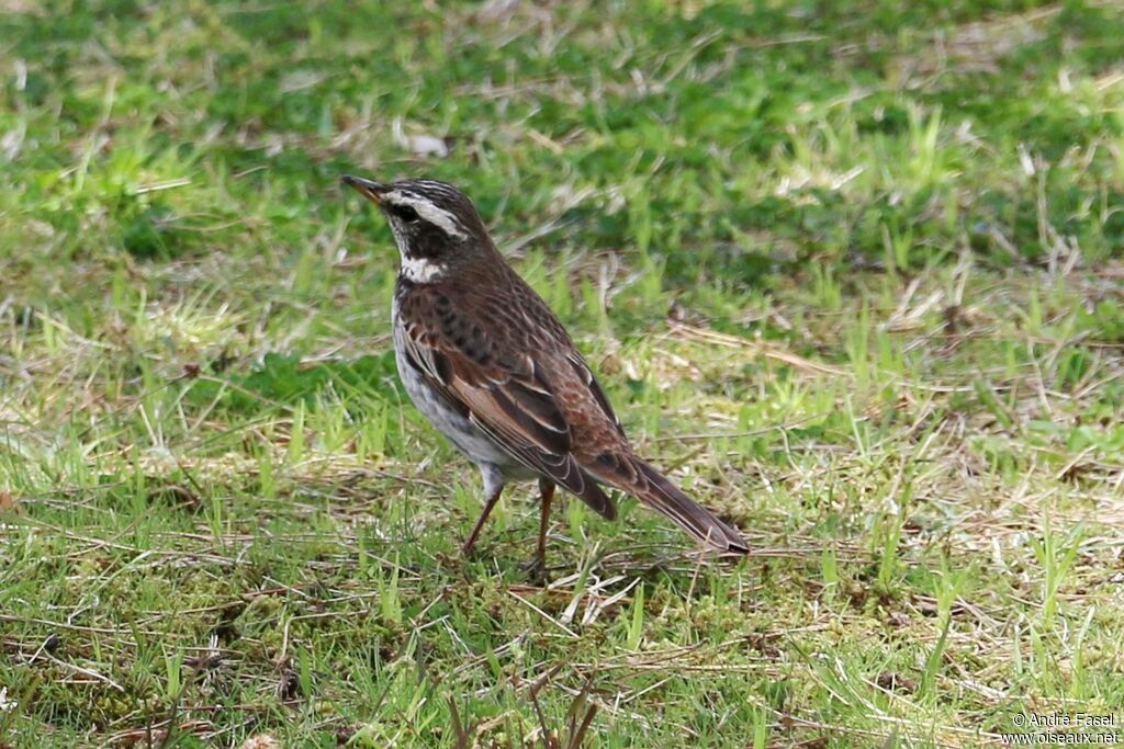 Dusky Thrush