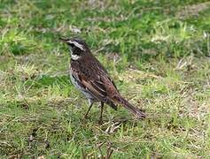 Dusky Thrush