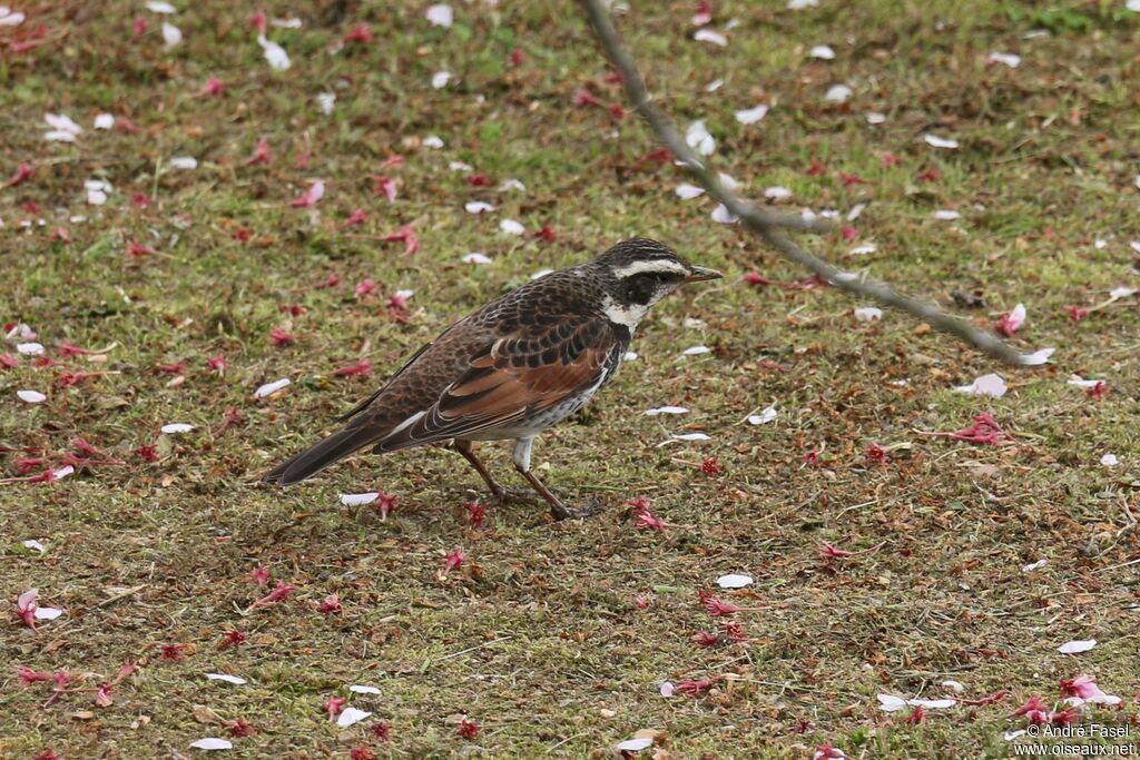 Dusky Thrush