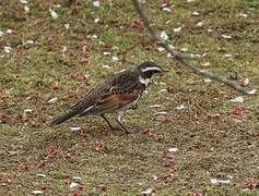 Dusky Thrush