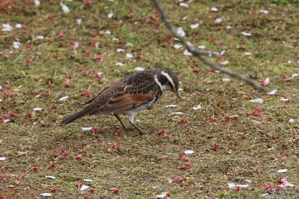 Dusky Thrush