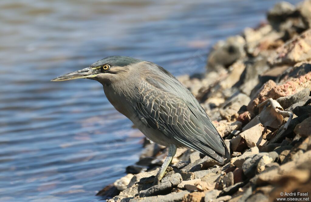 Héron des mangroves