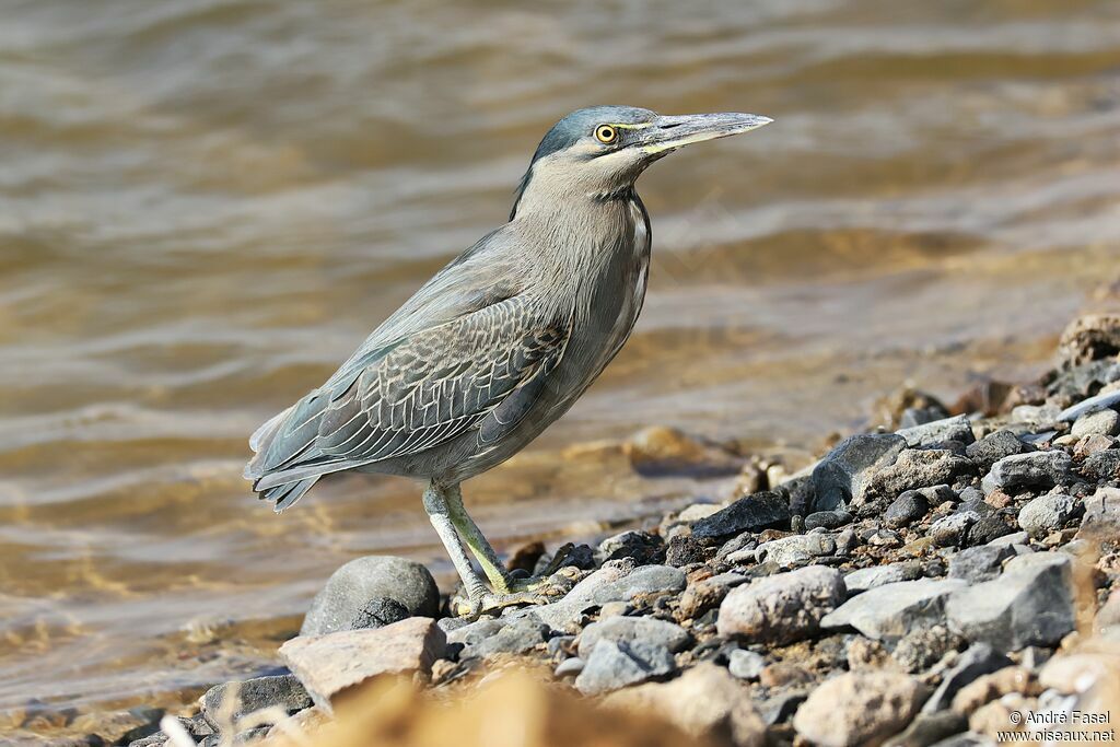 Héron des mangroves