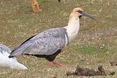 Ibis à face noire