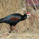 Ibis du Cap