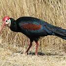 Ibis du Cap