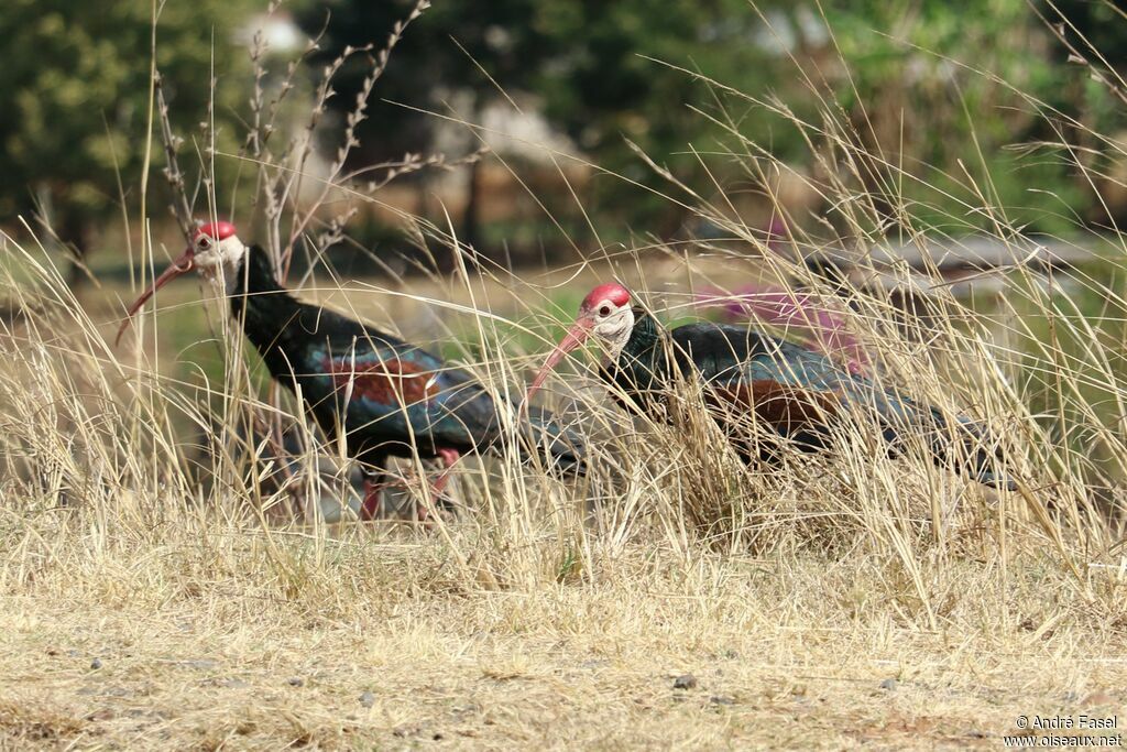 Southern Bald Ibis