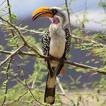 Calao à bec jaune Tockus flavirostris