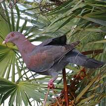 Pigeon à bec rouge