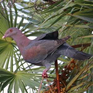 Pigeon à bec rouge