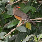 Merle abyssinien