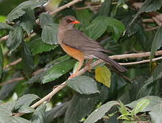 Abyssinian Thrush