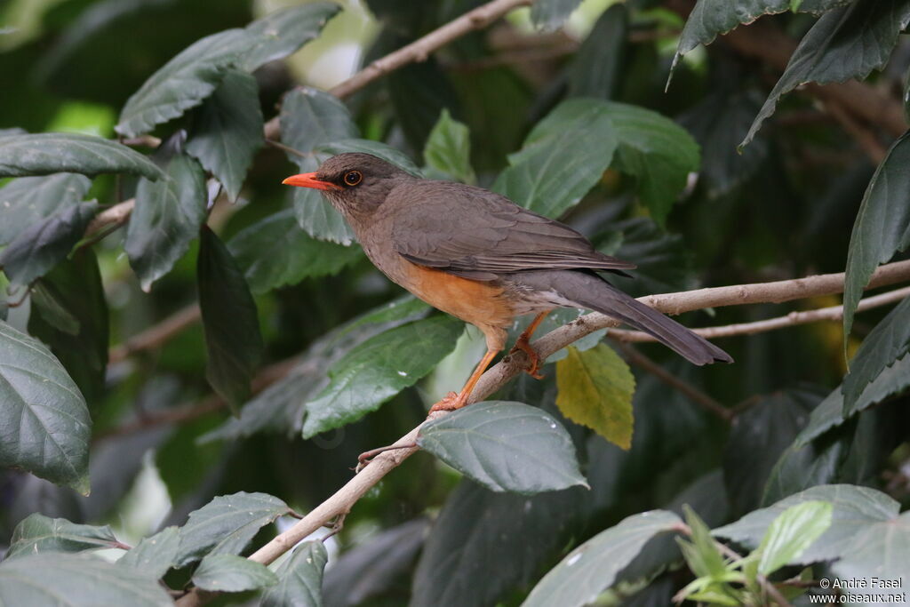 Abyssinian Thrush