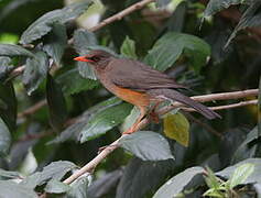 Abyssinian Thrush