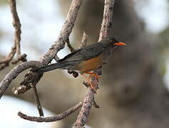 Abyssinian Thrush