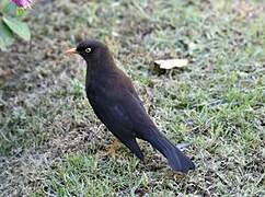 Sooty Thrush