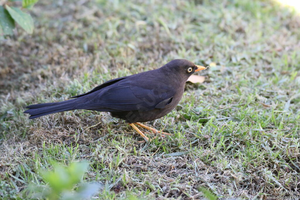 Sooty Thrush