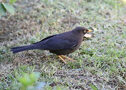 Sooty Thrush