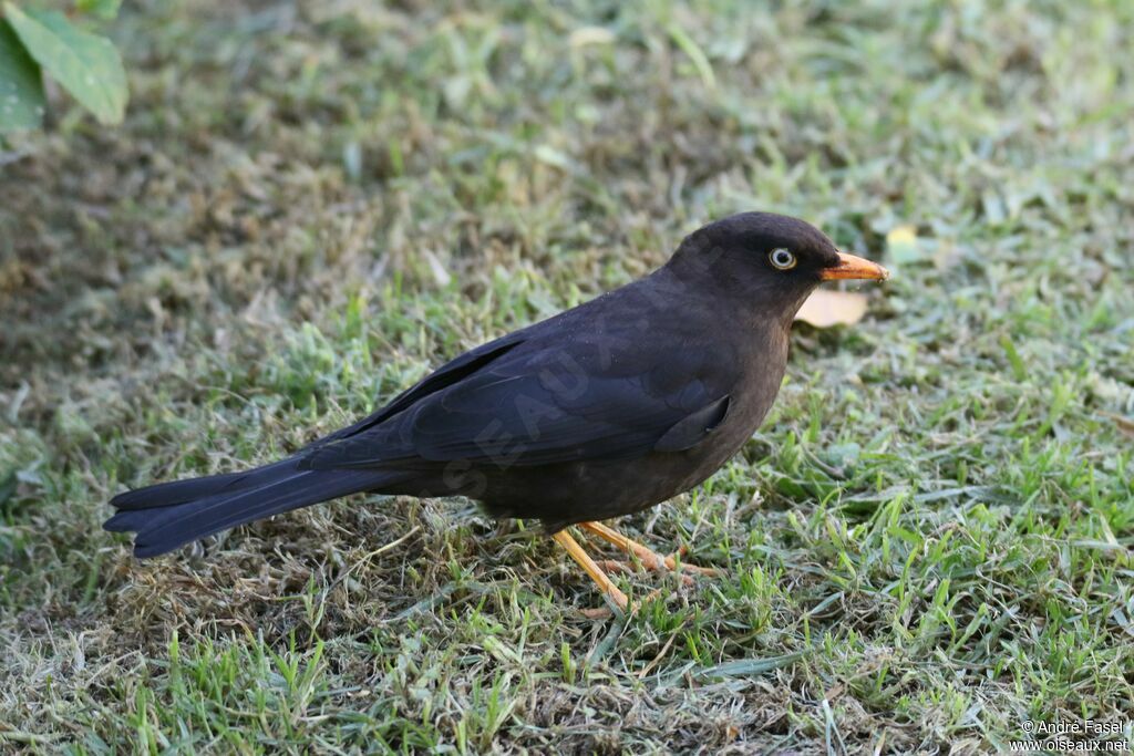 Sooty Thrush