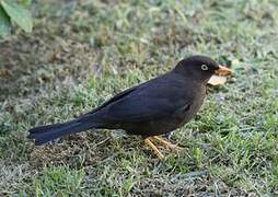 Sooty Thrush