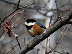 Varied Tit