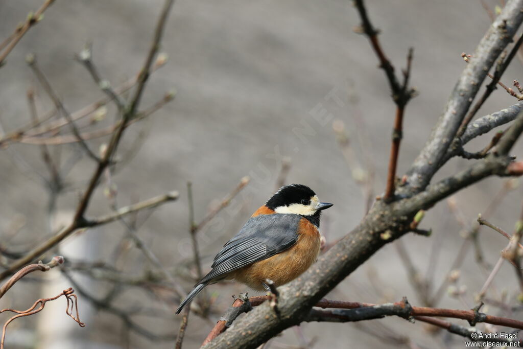 Varied Tit