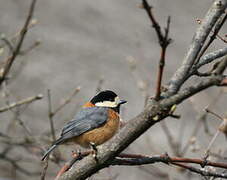 Varied Tit