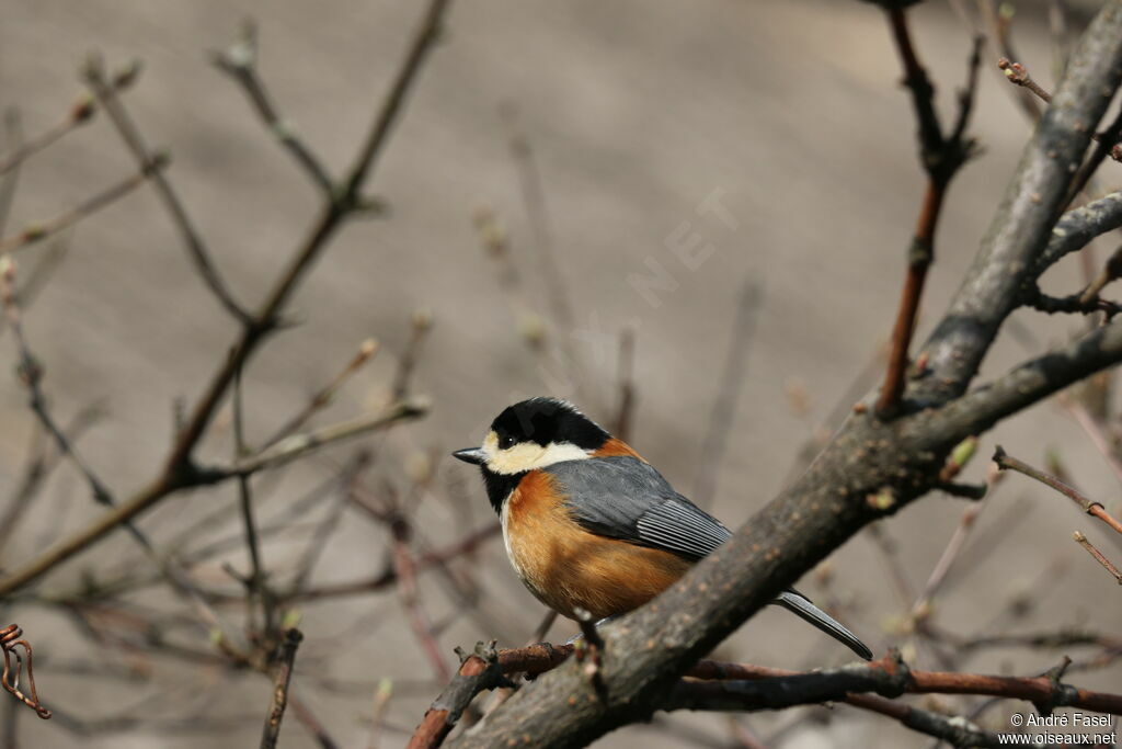 Varied Tit