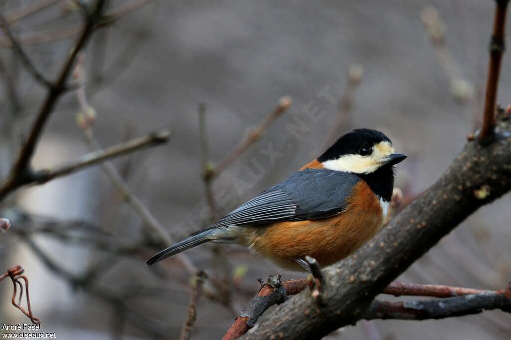 Varied Titadult, identification