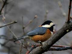 Varied Tit