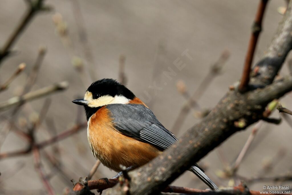 Varied Tit