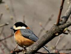 Varied Tit