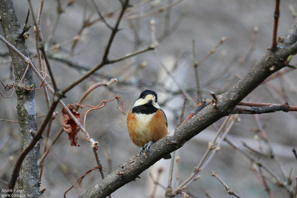 Mésange variéeadulte, portrait