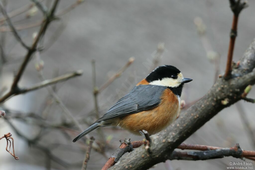 Varied Tit