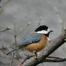 Mésange variée