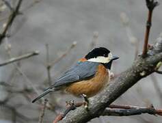 Varied Tit