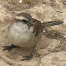 Moineau à dos roux