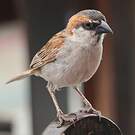 Moineau à dos roux