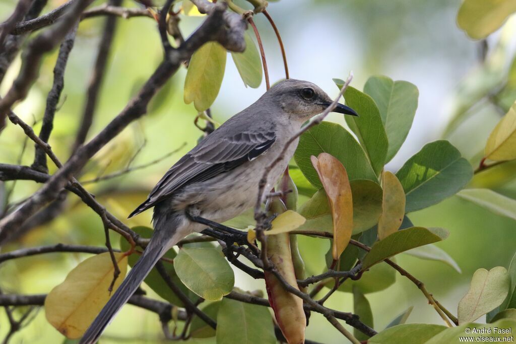 Tropical Mockingbird