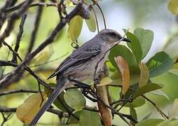 Tropical Mockingbird